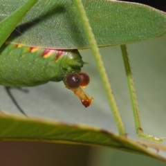 Caedicia simplex at Hackett, ACT - 27 Feb 2019