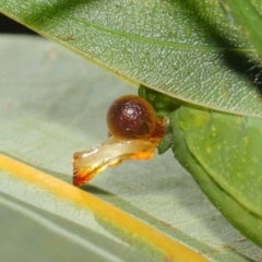 Caedicia simplex at Hackett, ACT - 27 Feb 2019 12:48 PM