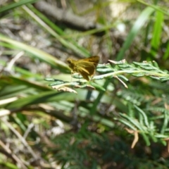 Hesperiidae (family) (Unidentified Skipper butterfly) at Mimosa Rocks National Park - 1 Mar 2019 by JackieLambert