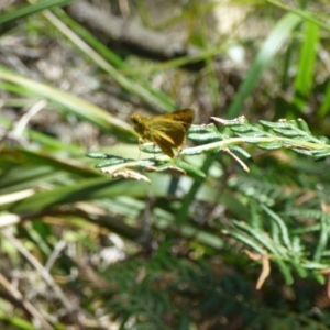 Hesperiidae (family) at Nelson Beach - 2 Mar 2019 10:11 AM