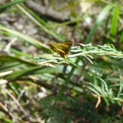 Hesperiidae (family) (Unidentified Skipper butterfly) at Nelson Beach - 2 Mar 2019 by JackieLambert