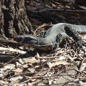 Varanus varius at Nelson Beach - suppressed