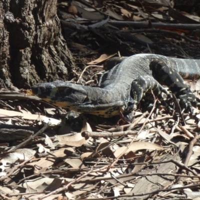 Varanus varius (Lace Monitor) at Nelson Beach - 2 Mar 2019 by JackieLambert