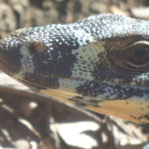 Varanus varius at Nelson Beach - suppressed