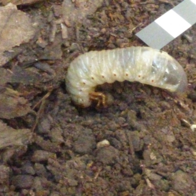 LUCANIDAE (family) (Stag Beetle) at Mimosa Rocks National Park - 1 Mar 2019 by Jackie Lambert