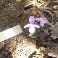 Pseuderanthemum variabile (Pastel Flower) at Mogareeka, NSW - 1 Mar 2019 by JackieLambert