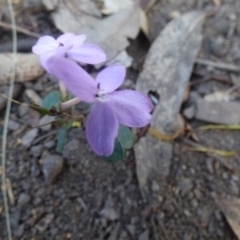 Pseuderanthemum variabile at Nelson Beach - 2 Mar 2019