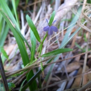 Lobelia anceps at Mogareeka, NSW - 2 Mar 2019