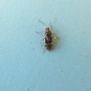 Miridae (family) at Bermagui, NSW - 3 Mar 2019 07:12 AM