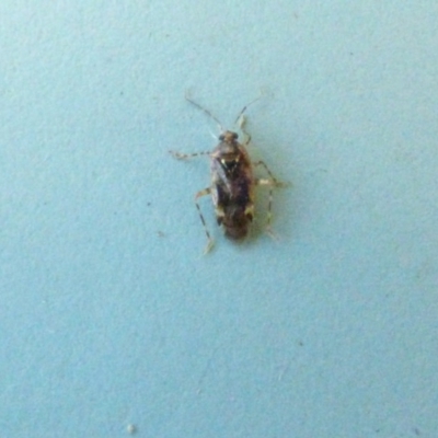 Miridae (family) (Unidentified plant bug) at Bermagui, NSW - 2 Mar 2019 by Jackie Lambert