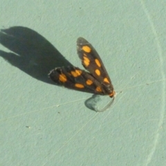 Asura cervicalis (Spotted Lichen Moth) at Bermagui, NSW - 3 Mar 2019 by JackieLambert