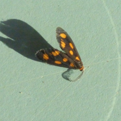 Asura cervicalis (Spotted Lichen Moth) at Bermagui, NSW - 2 Mar 2019 by Jackie Lambert