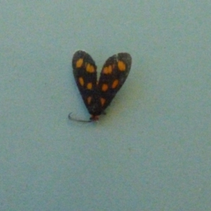 Asura cervicalis at Bermagui, NSW - 3 Mar 2019 07:16 AM
