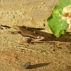 Eulamprus heatwolei (Yellow-bellied Water Skink) at Bermagui, NSW - 2 Mar 2019 by Jackie Lambert