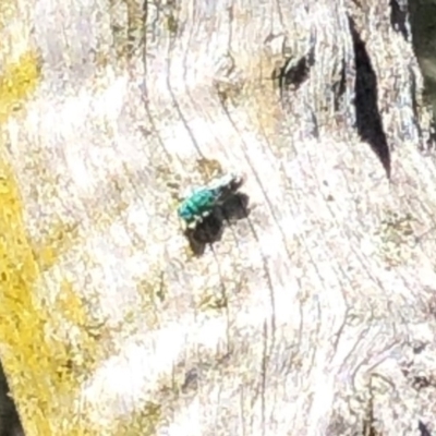 Chrysididae (family) (Cuckoo wasp or Emerald wasp) at Mogareeka, NSW - 2 Mar 2019 by Loki Lambert