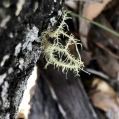 Usnea sp. (Bearded lichen) at Mogareeka, NSW - 1 Mar 2019 by Loki Lambert