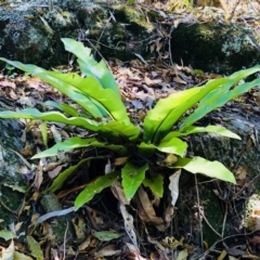 Asplenium australasicum (Bird's Nest Fern, Crow's Nest Fern) at Central Tilba, NSW - 1 Oct 2018 by LokiLambert