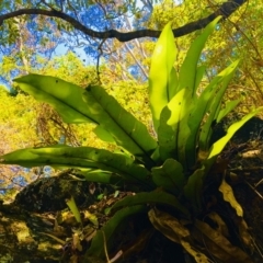 Asplenium australasicum at Central Tilba, NSW - suppressed