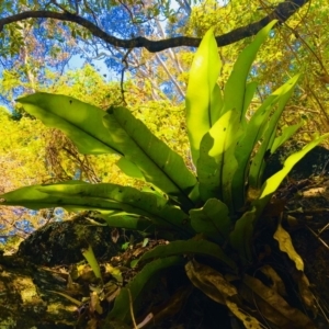 Asplenium australasicum at Central Tilba, NSW - 1 Oct 2018