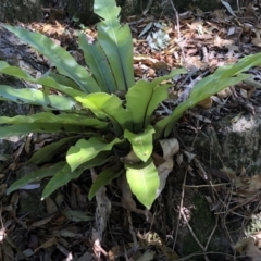 Asplenium australasicum at Central Tilba, NSW - suppressed
