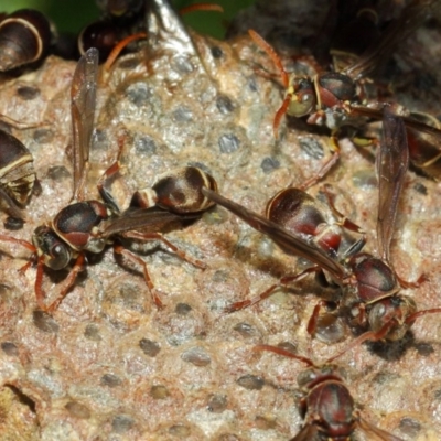 Ropalidia plebeiana (Small brown paper wasp) at ANBG - 1 Mar 2019 by TimL