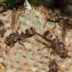 Ropalidia plebeiana (Small brown paper wasp) at Acton, ACT - 1 Mar 2019 by TimL