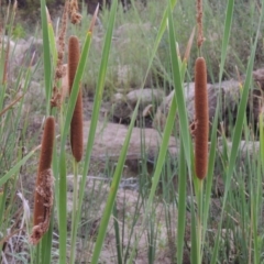 Typha sp. (Cumbungi) at Gigerline Nature Reserve - 3 Feb 2019 by michaelb
