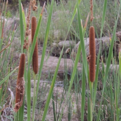 Typha sp. (Cumbungi) at Tharwa, ACT - 3 Feb 2019 by michaelb