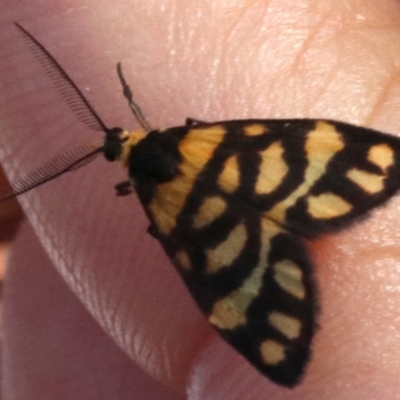 Asura lydia (Lydia Lichen Moth) at Mount Ainslie - 2 Mar 2019 by jbromilow50