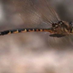 Hemicordulia australiae (Australian Emerald) at Mogo State Forest - 26 Feb 2019 by jb2602