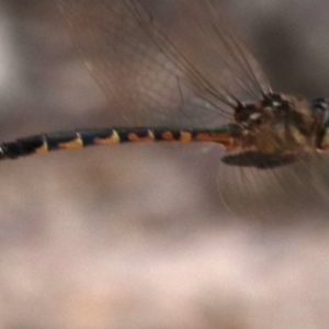 Hemicordulia australiae at Mogo, NSW - 26 Feb 2019