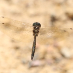 Hemicordulia australiae at Mogo, NSW - 26 Feb 2019