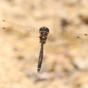 Hemicordulia australiae at Mogo, NSW - 26 Feb 2019