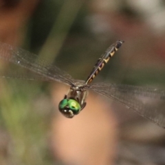 Hemicordulia australiae at Mogo, NSW - 26 Feb 2019