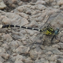 Hemigomphus heteroclytus (Stout Vicetail) at Tharwa, ACT - 3 Feb 2019 by michaelb