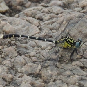 Hemigomphus heteroclytus at Tharwa, ACT - 3 Feb 2019 07:02 PM