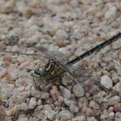 Austrogomphus guerini (Yellow-striped Hunter) at Gigerline Nature Reserve - 3 Feb 2019 by michaelb