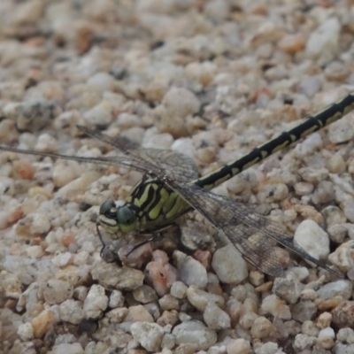 Austrogomphus guerini (Yellow-striped Hunter) at Tharwa, ACT - 3 Feb 2019 by michaelb