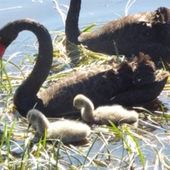 Cygnus atratus (Black Swan) at Bermagui, NSW - 16 Sep 2018 by JackieLambert