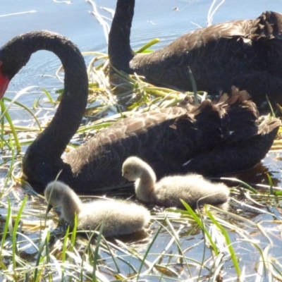 Cygnus atratus (Black Swan) at Bermagui, NSW - 15 Sep 2018 by JackieLambert