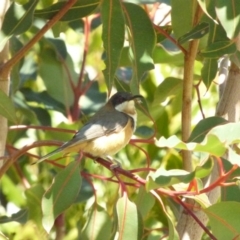 Acanthorhynchus tenuirostris (Eastern Spinebill) at Bermagui, NSW - 16 Sep 2018 by JackieLambert