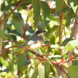 Acanthorhynchus tenuirostris at Bermagui, NSW - 16 Sep 2018