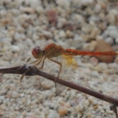 Diplacodes haematodes (Scarlet Percher) at Paddys River, ACT - 3 Feb 2019 by MichaelBedingfield