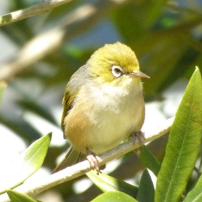 Zosterops lateralis (Silvereye) at Bermagui, NSW - 16 Sep 2018 by JackieLambert