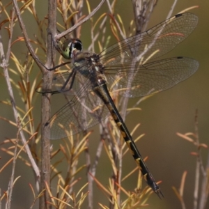 Hemicordulia australiae at Mogo, NSW - 26 Feb 2019 12:25 PM