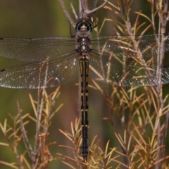 Hemicordulia australiae at Mogo, NSW - 26 Feb 2019 12:25 PM