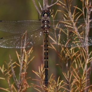 Hemicordulia australiae at Mogo, NSW - 26 Feb 2019 12:25 PM