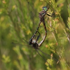 Hemicordulia australiae at Mogo, NSW - 26 Feb 2019 12:25 PM