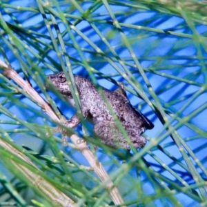 Litoria peronii at Amaroo, ACT - 4 Mar 2019 08:30 AM