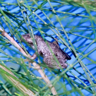 Litoria peronii (Peron's Tree Frog, Emerald Spotted Tree Frog) at Amaroo, ACT - 3 Mar 2019 by davobj